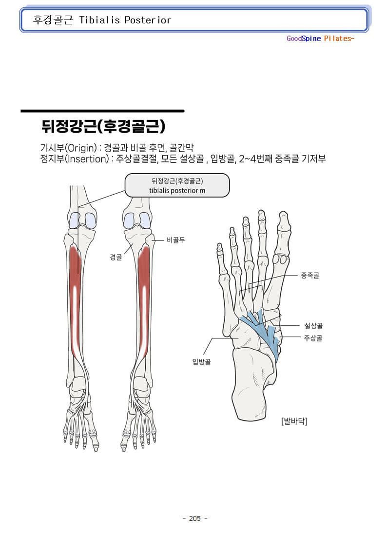 굿스파인재활필라테스협회 필라테스 지도자 자격증 (해부학 및 재활전문가과정 포함) - 서울대입구 본원 12