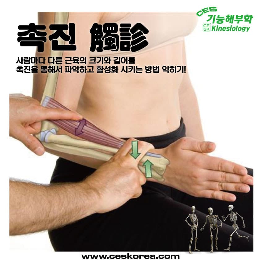 CES 왕초보 기능해부학 46기 서울 평일반 6